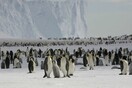 Μέσα σε μια νύχτα χάθηκε με δραματικό και σπάνιο τρόπο μια τεράστια αποικία πιγκουίνων