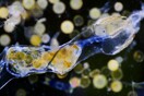 Άγνωστοι Ωκεανοί: Επιστήμονες ανακάλυψαν εκατοντάδες χιλιάδες νέους ιούς στη θάλασσα