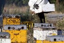 Νεκρός 75χρονος από επίθεση μελισσών στη Μεσσηνία