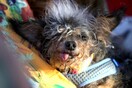 Ο πιο άσχημος σκύλος του κόσμου - Ο Scamp the Tramp κέρδισε φέτος τον τίτλο