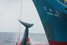 Από σήμερα η Ιαπωνία σκοτώνει ξανά φάλαινες για εμπορικούς σκοπούς