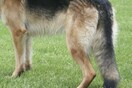 Τραγωδία: Σκυλιά σκότωσαν 14χρονο που πήγε να τα ταΐσει