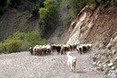 Κυνηγοί δηλητηρίασαν ποιμενικούς σκύλους στη Χαλκιδική - Τους έδωσαν λουκάνικα με «φόλες»