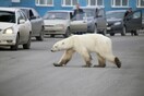 Μια θλιβερή εικόνα: Εξουθενωμένη πολική αρκούδα περιφερόταν στο κέντρο πόλης στη Σιβηρία
