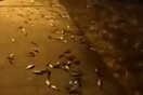Πρέβεζα: Εκατοντάδες ψάρια βγήκαν από τη θάλασσα στη στεριά - Πώς εξηγείται το φαινόμενο