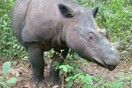 Πέθανε ο τελευταίος αρσενικός Ρινόκερος της Σουμάτρας στη Μαλαισία