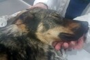 Κέρκυρα: Φυλάκιση και πρόστιμο στον 67χρονο που πυροβόλησε τη σκυλίτσα του