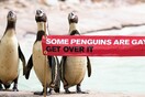 «Κάποιοι πιγκουίνοι είναι γκέι, χώνεψέ το» - Ο ζωολογικός κήπος του Λονδίνου γιορτάζει το Pride