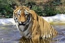 Οι τίγρεις της Ινδίας αυξήθηκαν κατά 30% μέσα σε 4 χρόνια - «Ιστορικό κατόρθωμα», λέει ο Μόντι