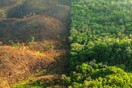 Σόγια και μοσχάρια στον Αμαζόνιο: Η παράνομη αποψίλωση του τροπικού δάσους «περνά» από τα στομάχια μας