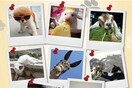 T.G.I. Friday's® & Animal Action