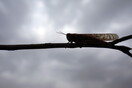 Νέα επιδρομή από ακρίδες στην Αργεντινή - Σε συναγερμό οι αγρότες για τις σοδειές