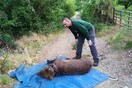 O Ερμής σώθηκε - Η αρκούδα που βρέθηκε παγιδευμένη στη Φλώρινα είναι και πάλι ελεύθερη