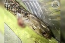 Πάλεψε με ένα από τα πιο θανάσιμα φίδια του κόσμου ενώ οδηγούσε σε αυτοκινητόδρομο