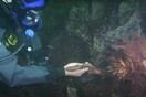 Ένας δύτης προσφέρει το χέρι του σε ένα γιγαντιαίο χταπόδι. Δεν θα πιστεύετε πώς αντιδρά.
