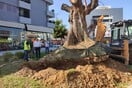 Μια υπεραιωνόβια ελιά 300 ετών έγινε «δημότης» Ηρακλείου Αττικής