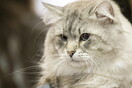 H Νέα Υόρκη απαγόρευσε την ονυχεκτομή στις γάτες