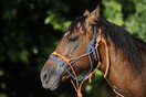 Κρούσμα ιού του Δυτικού Νείλου σε άλογο στη Λάρισα – Σε επιφυλακή οι Αρχές