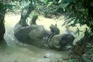 Κάμερα «συλλαμβάνει» σπάνιο ρινόκερο της Ιάβας να απολαμβάνει το λασπόλουτρό του