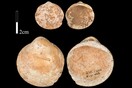 Homo sapiens μάζευαν κοχύλια και έφτιαχναν «κολιέ» - Πριν από 120.000 χρόνια