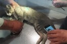 Λαμία: Φυλακή και πρόστιμο σε Λυκειάρχη που πυροβόλησε γάτο