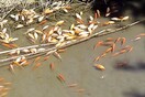 Κρήτη: Ένα παράσιτο σκότωσε τα χρυσόψαρα στο φράγμα - Τι έδειξαν οι αναλύσεις