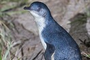 Τασμανία: Κλέφτες έβαλαν έναν πιγκουίνο στο πορτμπαγκάζ και προσπάθησαν να διαφύγουν