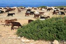Οι κατσίκες της Πορτογαλίας επιστρατεύτηκαν για την πρόληψη των δασικών πυρκαγιών