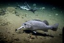 Ερευνητές κατέγραψαν τεράστιο ροφό να καταπίνει ολόκληρο έναν μικρό καρχαρία