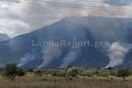 Πυρκαγιά στην Τιθορέα Φθιώτιδας - Μεγάλη κινητοποίηση της πυροσβεστικής