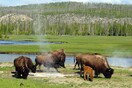 Πάρκο Yellowstone: Βίσονας τραυμάτισε με τα κέρατά του επισκέπτη που «πήγε να τον φωτογραφίσει από κοντά»