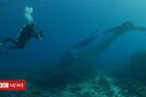 «Σπανιότατο θέαμα»: Δύτης κινηματογραφεί μεγάπτερη φάλαινα στα ρηχά της Αυστραλίας - Επί 12 λεπτά