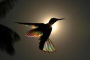 «Winged Prisms»: Το υπέροχο φτέρωμα των κολιμπρί μέσα από μια σειρά φωτογραφιών