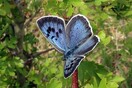 Μεγάλες μπλε πεταλούδες εμφανίστηκαν στη Βρετανία για πρώτη φορά εδώ και 150 χρόνια
