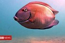 Το ψάρι - σταρ στο λιμάνι του Μαϊάμι: Καταγράφει τις κινήσεις του υποβρύχια κάμερα