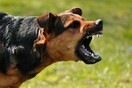 Διόνυσος: Αγέλη σκύλων επιτέθηκε σε περαστικούς - Τέσσερις τραυματίες