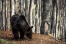 Συναγερμός στη Φλώρινα για αρκούδα σε κατοικημένη περιοχή - Μέτρα για να απομακρυνθεί με ασφάλεια