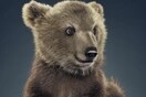 Ιωάννινα: Έκκληση για αρκουδάκι που περιφέρεται μόνο του - «Παρακαλούμε μην του κάνετε κακό»