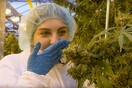Μέσα σε ένα θερμοκήπιο παραγωγής μαριχουάνας στον Καναδά