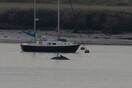 Πέθανε η μεγάπτερη φάλαινα που εντοπίστηκε πριν μερικές ημέρες στον Τάμεση