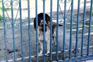 Κρήτη: Συλλήψεις και πρόστιμα επειδή δεν φρόντιζαν τα ζώα τους