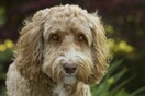 Μετανιωμένος ο «δημιουργός» των σκύλων λαμπραντούντλ: Ήταν το μεγαλύτερο λάθος της ζωής μου