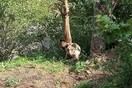 Κόνιτσα: Κάτοικοι εντόπισαν παγιδευμένη αρκούδα - Αίσιο τέλος στην επιχείρηση διάσωσης