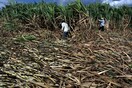 Τέλος στην απαγόρευση καλλιέργειας ζαχαροκάλαμου στον Αμαζόνιο - Αντιδρούν οι οικολόγοι