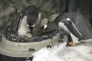 Οι γκέι πιγκουίνοι στην Αυστραλία υιοθέτησαν και άλλο αυγό - Πέρυσι εκκόλαψαν ένα για πρώτη φορά