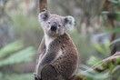 Αυστραλία: Φόβοι ότι εκατοντάδες κοάλα έχουν σκοτωθεί στις πυρκαγιές