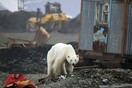 «Νέα ζωή» για την εξουθενωμένη πολική αρκούδα που περιπλανιόταν στο Νορίλσκ - Η εικόνα της σήμερα