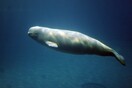 Ελεύθερες και οι τελευταίες φάλαινες μπελούγκα που ζούσαν αιχμάλωτες σε δεξαμενές της Ρωσίας