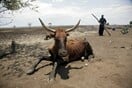 Η μεγαλύτερη επιχείρηση μεταφοράς ζώων στην ιστορία της Ζιμπάμπουε - Τα μετακινούν λόγω ξηρασίας