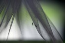 ΗΠΑ: 750 εκατ. γενετικά τροποποιημένα κουνούπια θα απελευθερωθούν στη Φλόριντα - «Πείραμα τύπου Τζουράσικ Παρκ»
